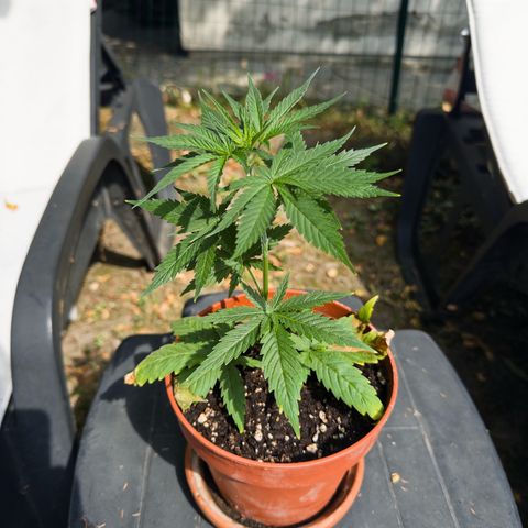 OG Kush Clone (1 time) growlog timeline photo
