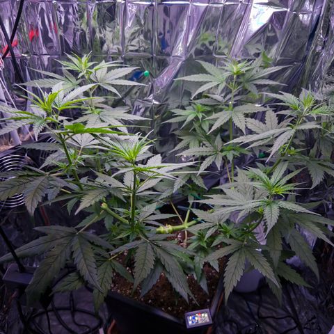 O.G. Kush Mainlining (first time🤞🏻) growlog timeline photo