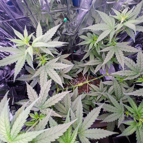 O.G. Kush Mainlining (first time🤞🏻) growlog timeline photo