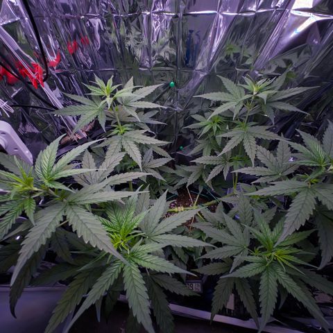 O.G. Kush Mainlining (first time🤞🏻) growlog timeline photo