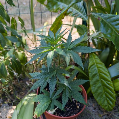 OG Kush Clone (1 time) growlog timeline photo