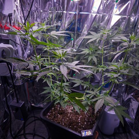 O.G. Kush Mainlining (first time🤞🏻) growlog timeline photo
