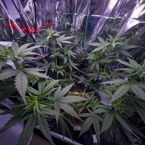 O.G. Kush Mainlining (first time🤞🏻) growlog timeline photo