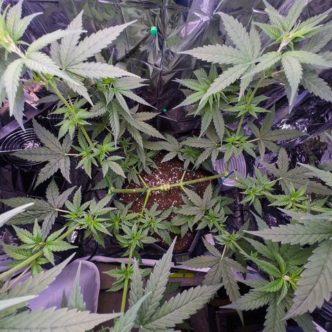 O.G. Kush Mainlining (first time🤞🏻) growlog timeline photo