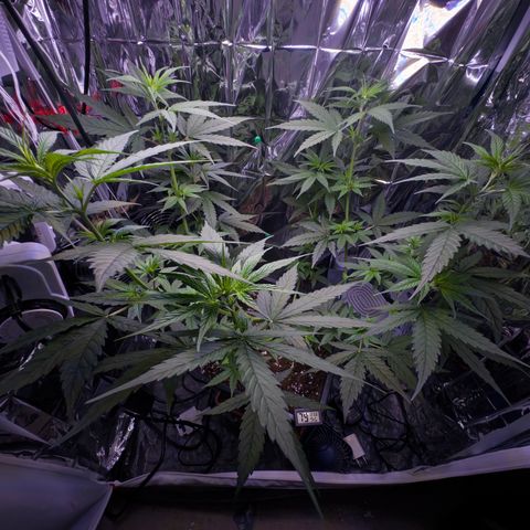 O.G. Kush Mainlining (first time🤞🏻) growlog timeline photo