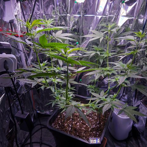 O.G. Kush Mainlining (first time🤞🏻) growlog timeline photo