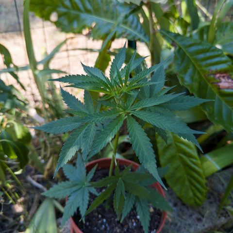 OG Kush Clone (1 time) growlog timeline photo