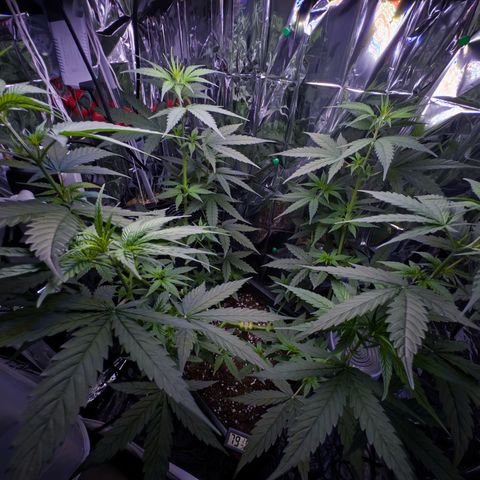 O.G. Kush Mainlining (first time🤞🏻) growlog timeline photo