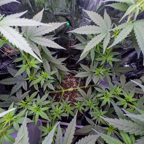 O.G. Kush Mainlining (first time🤞🏻) growlog timeline photo