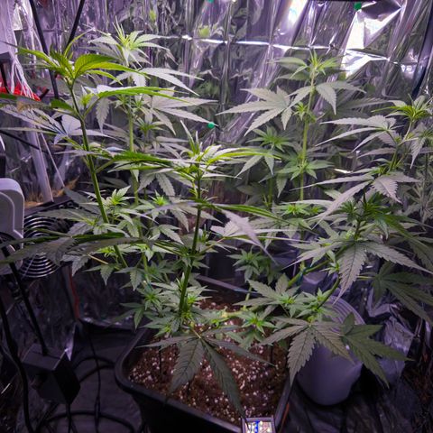 O.G. Kush Mainlining (first time🤞🏻) growlog timeline photo