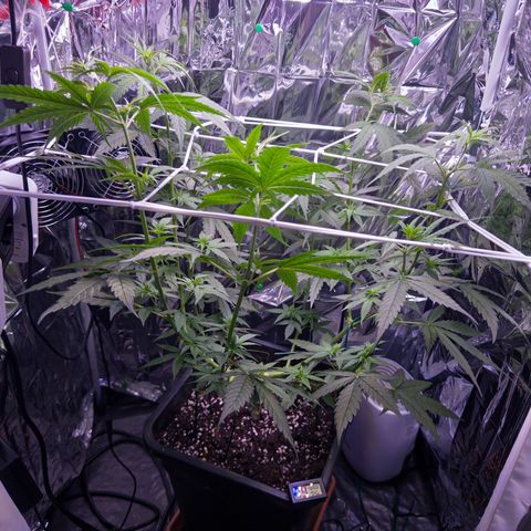 O.G. Kush Mainlining (first time🤞🏻) growlog timeline photo