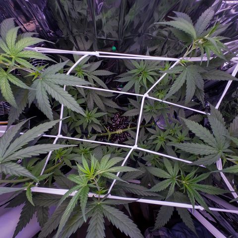O.G. Kush Mainlining (first time🤞🏻) growlog timeline photo