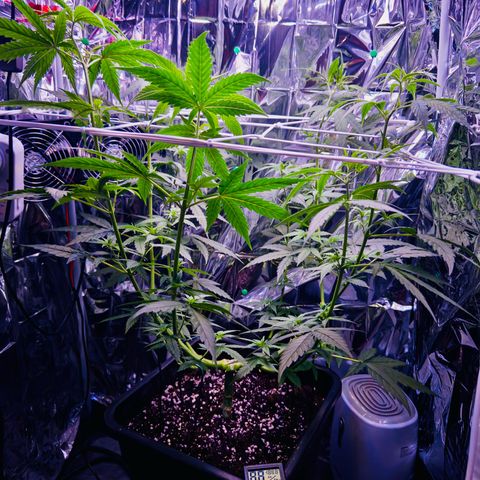 O.G. Kush Mainlining (first time🤞🏻) growlog timeline photo