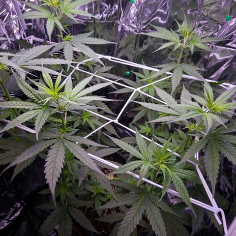 O.G. Kush Mainlining (first time🤞🏻) growlog timeline photo