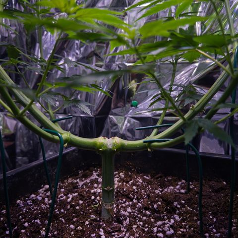 O.G. Kush Mainlining (first time🤞🏻) growlog timeline photo
