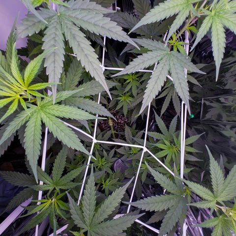 O.G. Kush Mainlining (first time🤞🏻) growlog timeline photo