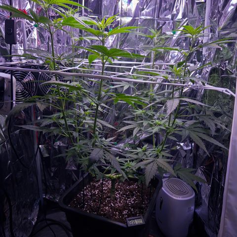 O.G. Kush Mainlining (first time🤞🏻) growlog timeline photo