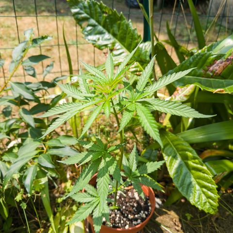 OG Kush Clone (1 time) growlog timeline photo