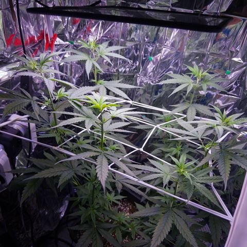 O.G. Kush Mainlining (first time🤞🏻) growlog timeline photo