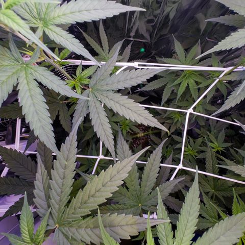 O.G. Kush Mainlining (first time🤞🏻) growlog timeline photo