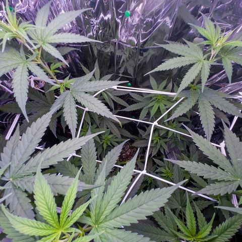 O.G. Kush Mainlining (first time🤞🏻) growlog timeline photo
