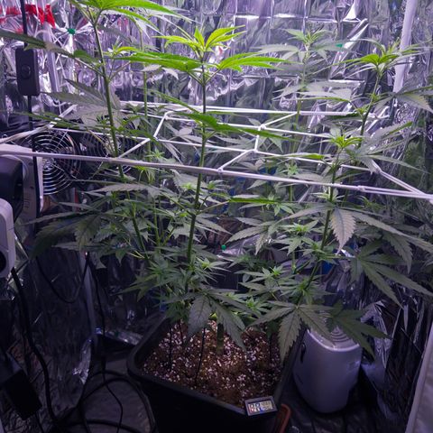 O.G. Kush Mainlining (first time🤞🏻) growlog timeline photo