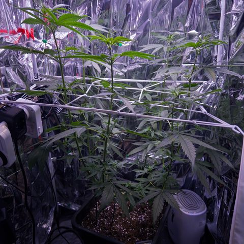 O.G. Kush Mainlining (first time🤞🏻) growlog timeline photo