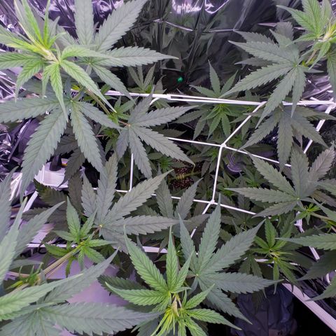 O.G. Kush Mainlining (first time🤞🏻) growlog timeline photo
