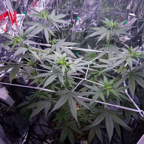 O.G. Kush Mainlining (first time🤞🏻) growlog timeline photo