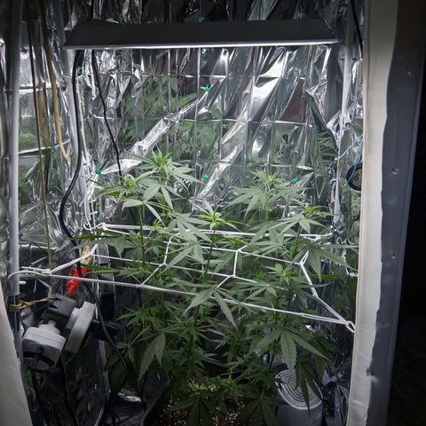 O.G. Kush Mainlining (first time🤞🏻) growlog timeline photo