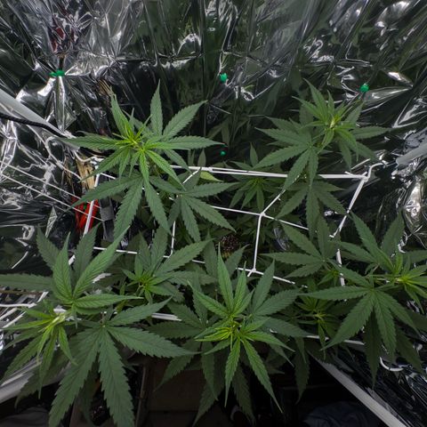 O.G. Kush Mainlining (first time🤞🏻) growlog timeline photo