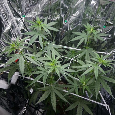 O.G. Kush Mainlining (first time🤞🏻) growlog timeline photo