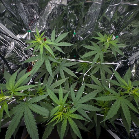 O.G. Kush Mainlining (first time🤞🏻) growlog timeline photo