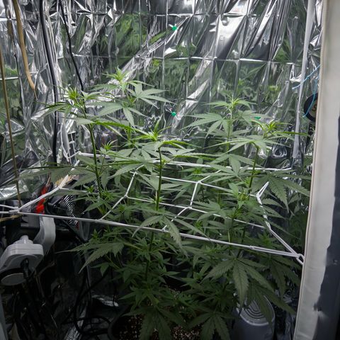 O.G. Kush Mainlining (first time🤞🏻) growlog timeline photo