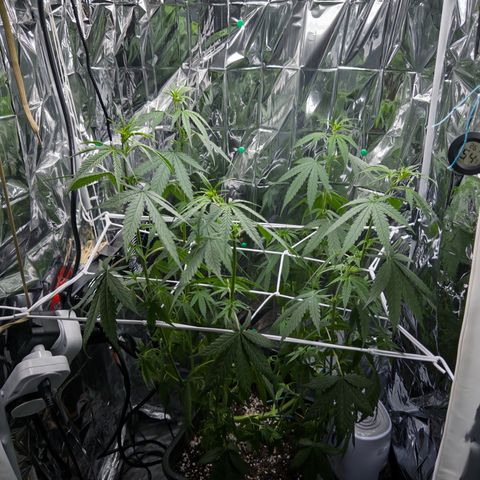 O.G. Kush Mainlining (first time🤞🏻) growlog timeline photo