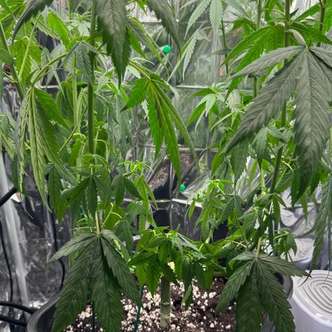 O.G. Kush Mainlining (first time🤞🏻) growlog timeline photo