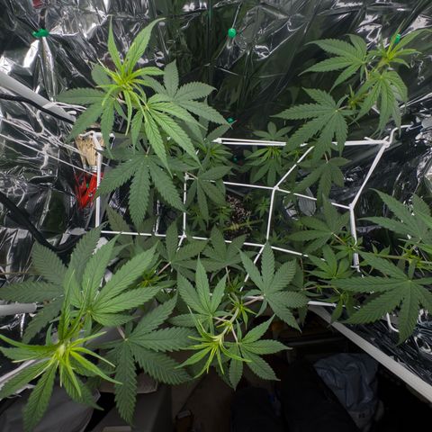 O.G. Kush Mainlining (first time🤞🏻) growlog timeline photo