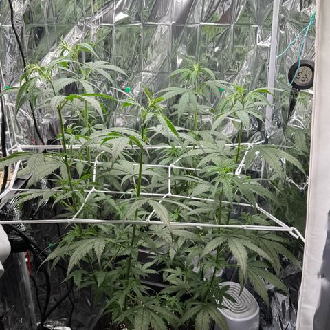 O.G. Kush Mainlining (first time🤞🏻) growlog photo: After 1 hour from the water