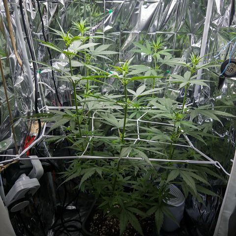 O.G. Kush Mainlining (first time🤞🏻) growlog timeline photo