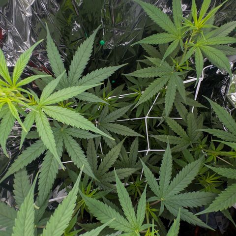 O.G. Kush Mainlining (first time🤞🏻) growlog timeline photo