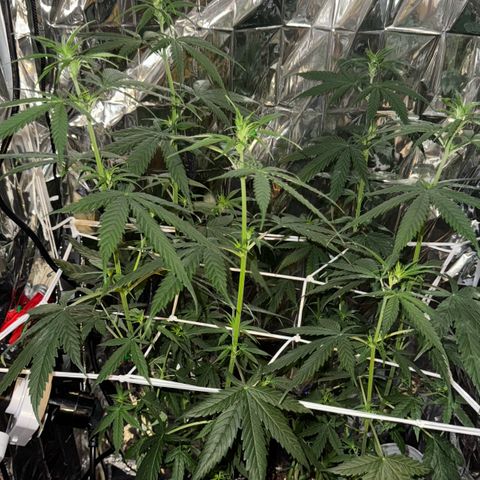 O.G. Kush Mainlining (first time🤞🏻) growlog timeline photo