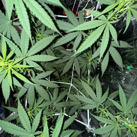O.G. Kush Mainlining (first time🤞🏻) growlog timeline photo