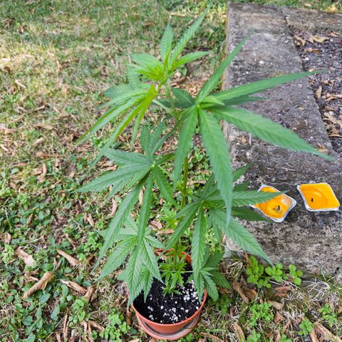 OG Kush Clone (1 time) growlog timeline photo