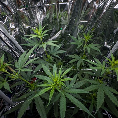 O.G. Kush Mainlining (first time🤞🏻) growlog timeline photo