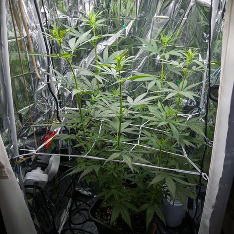O.G. Kush Mainlining (first time🤞🏻) growlog timeline photo