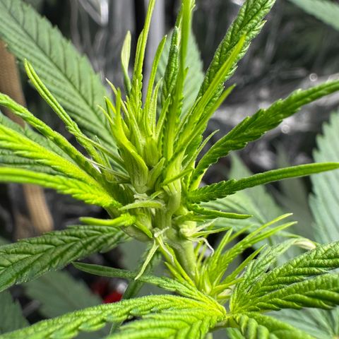 O.G. Kush Mainlining (first time🤞🏻) growlog timeline photo