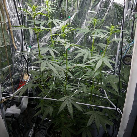 O.G. Kush Mainlining (first time🤞🏻) growlog timeline photo