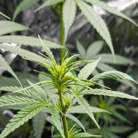 O.G. Kush Mainlining (first time🤞🏻) growlog timeline photo