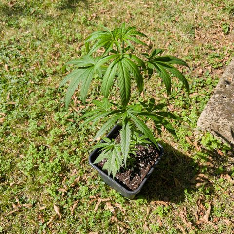 OG Kush Clone (1 time) growlog timeline photo