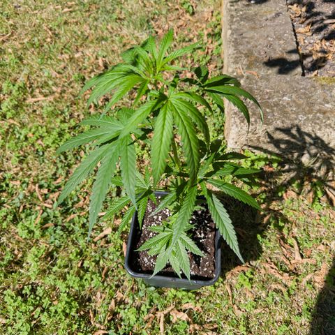 OG Kush Clone (1 time) growlog timeline photo